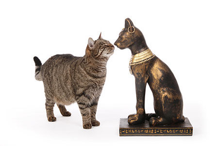The Mau Descendant Of The Sacred Cats Of Egypt The Mau Descendant Of The Sacred Cats Of Egypt
