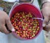 Yemeni man holds basket of red coffee cherries