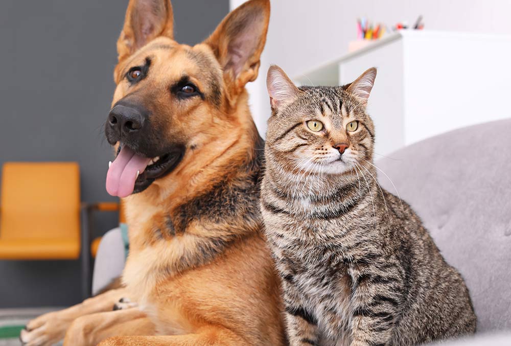 Are Cats Or Dogs More Popular In The World