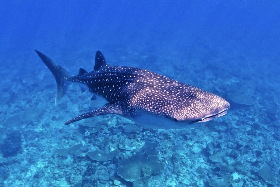 Whale Sharks The World's Largest Fish in the Persian Gulf