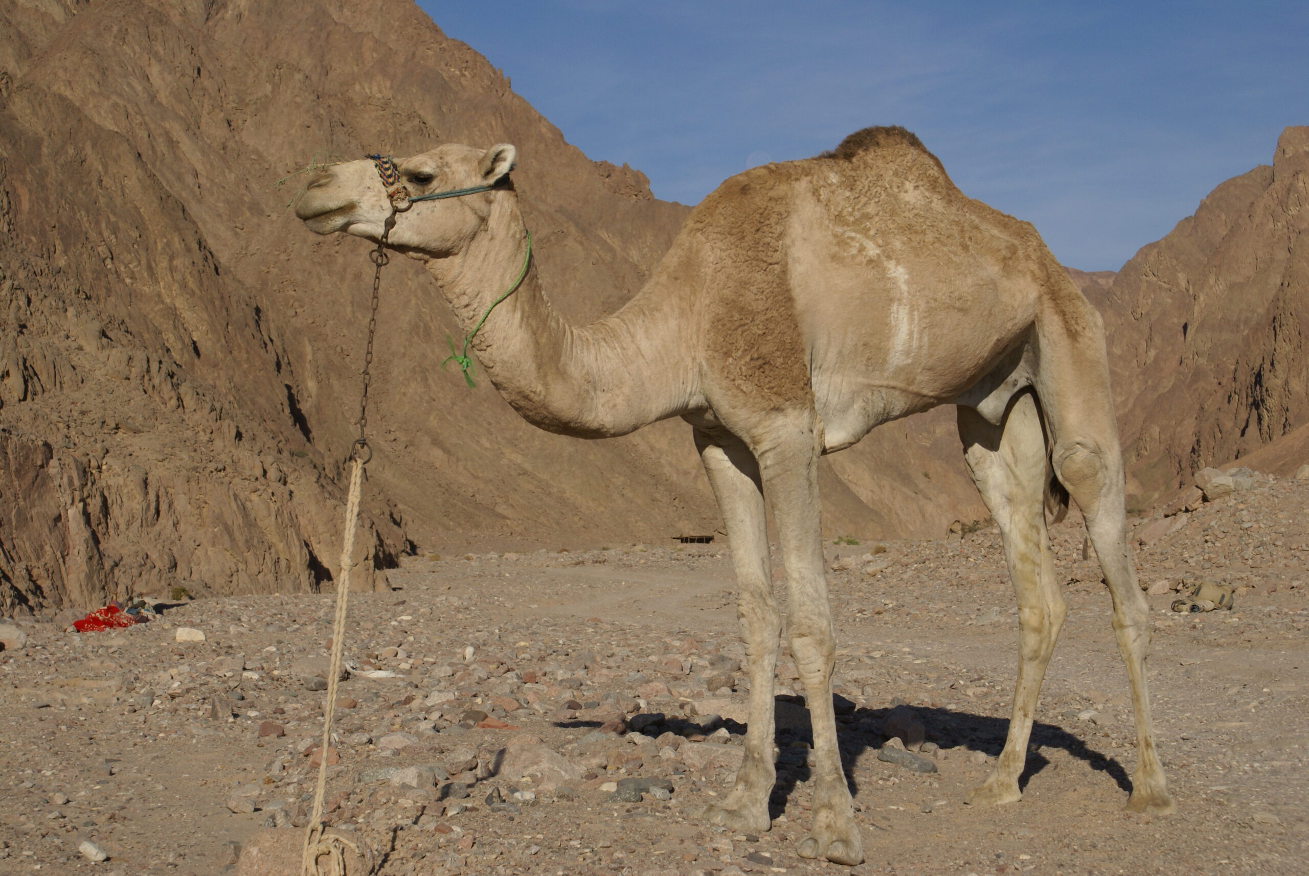 The Arabian Camel The Arabian Camel