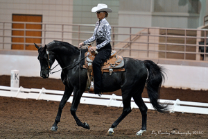 Fall-A-Palooza Arabian Show