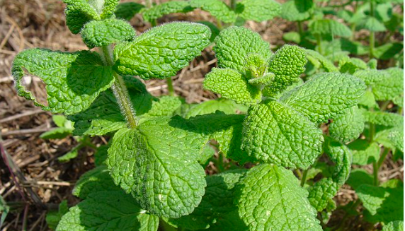 Mint – One of the Most Popular Garden Herbs