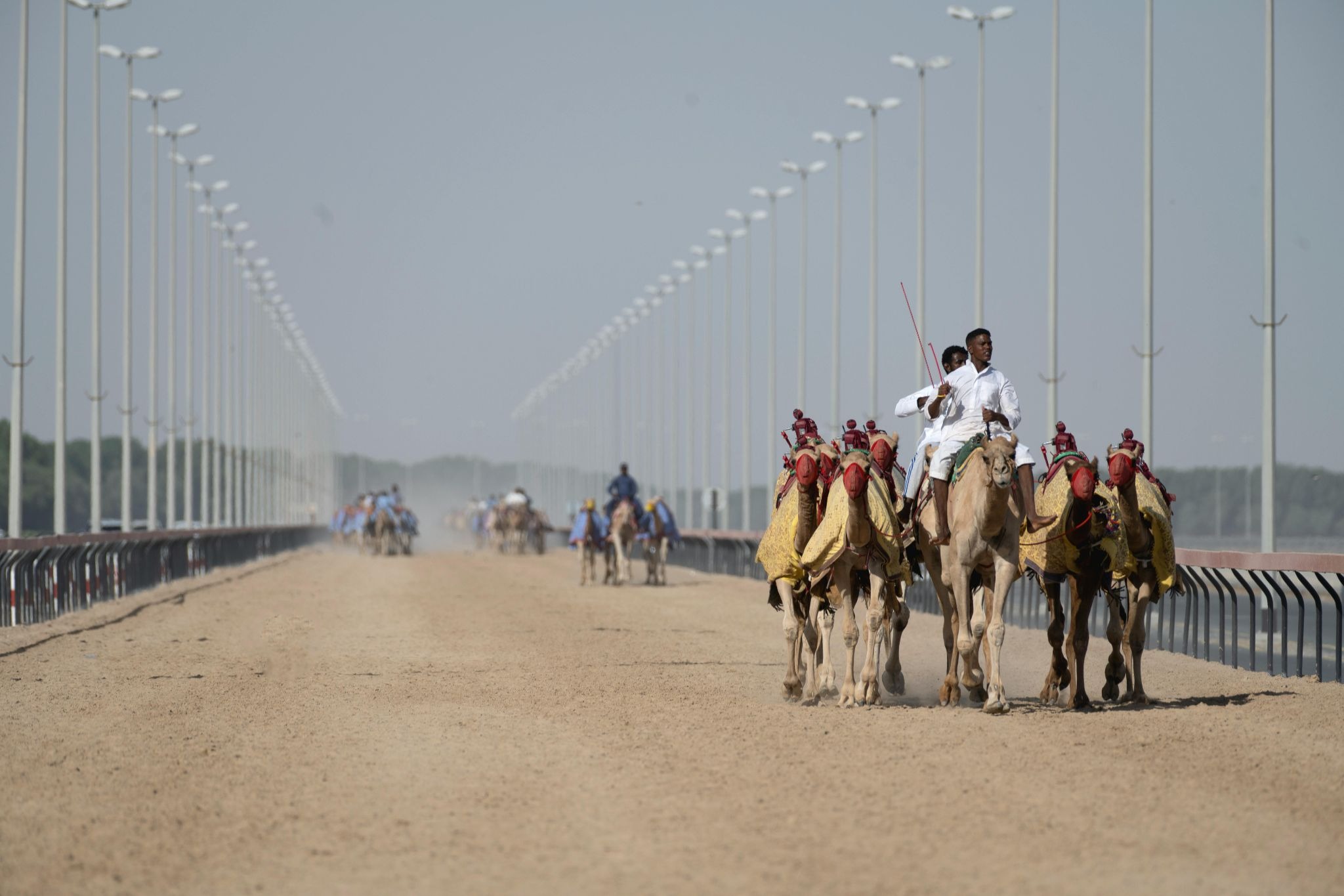 The Sport of Camel Racing - Arab America