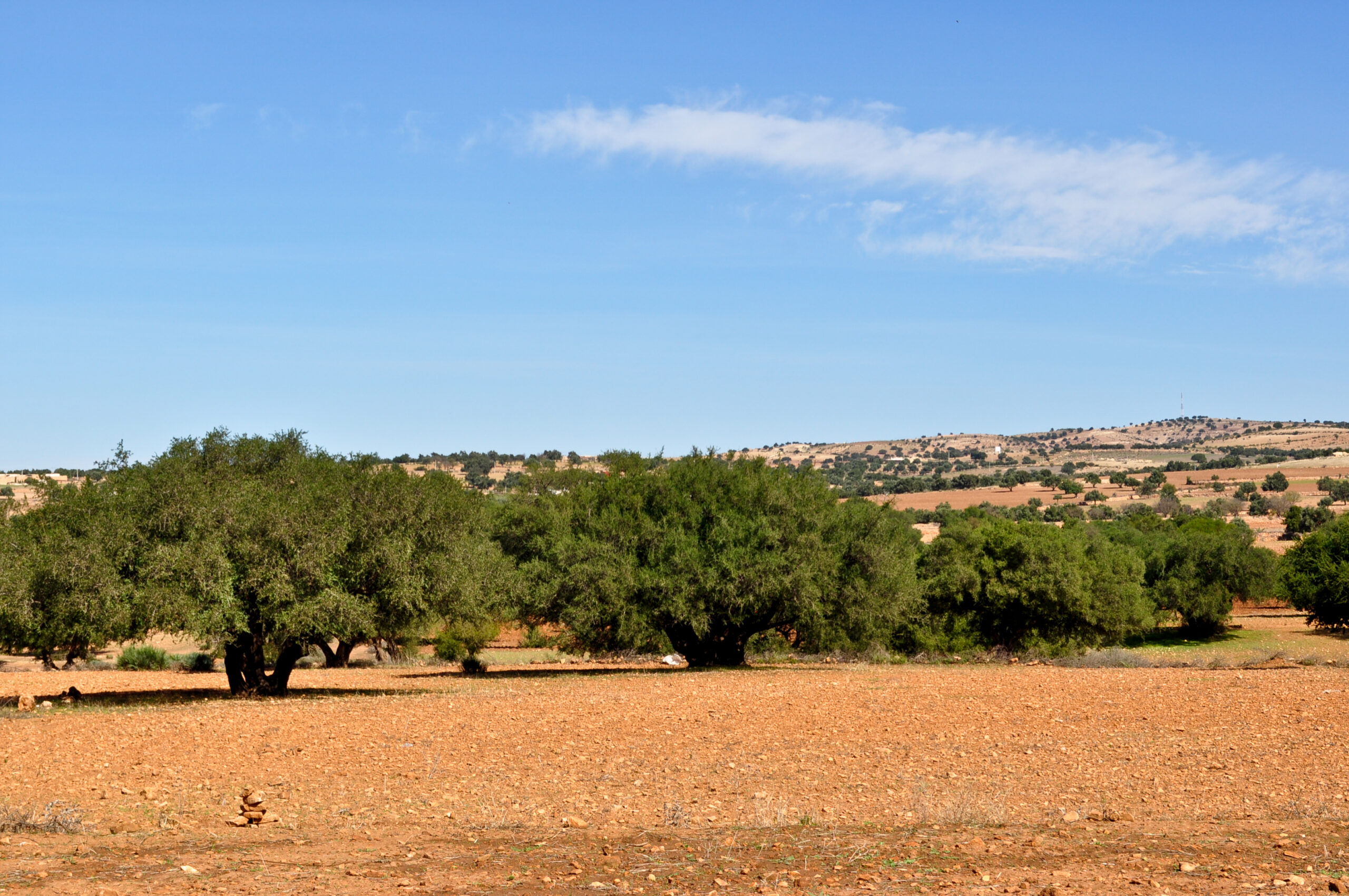 The Past and Future of Morocco’s Argan Tree - Arab America